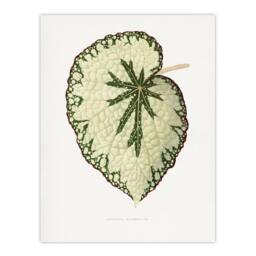 "Artery8 AF Lydon Benjamin Fawcett Begonia Marshall Leaf Wall Art Print in White - Size: W12"" x H16""" - thumbnail 1