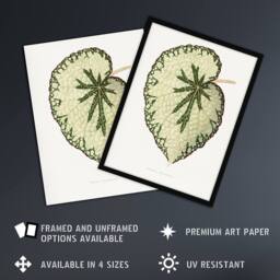 "Artery8 AF Lydon Benjamin Fawcett Begonia Marshall Leaf Wall Art Print in White - Size: W12"" x H16""" - thumbnail 2