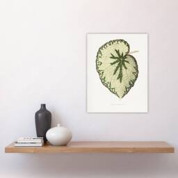 "Artery8 AF Lydon Benjamin Fawcett Begonia Marshall Leaf Wall Art Print in White - Size: W12"" x H16""" - thumbnail 4