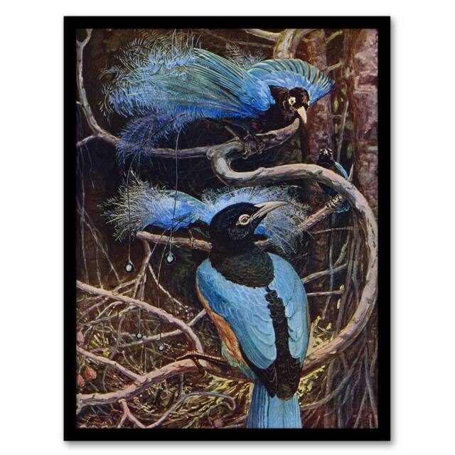 Artery8 Blue Bird of Paradise Sir Henry Johnston Vintage Framed Wall Art Print in Brown - Size: A4 - image 1