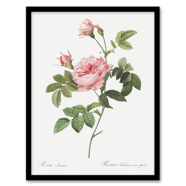 "Artery8 Boursault Rose Floral Redoute Vintage Framed Wall Art Print in White - Size: W12"" x H16""" - image 1