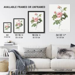 "Artery8 Boursault Rose Floral Redoute Vintage Framed Wall Art Print in White - Size: W12"" x H16""" - thumbnail 3