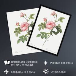 "Artery8 Boursault Rose Floral Redoute Vintage Framed Wall Art Print in White - Size: W12"" x H16""" - thumbnail 2