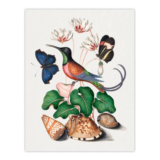 "Artery8 Hummingbird Cyclamen Butterflies Seashells Bolton Wall Art Poster - Size: W24"" x H32""" - image 1