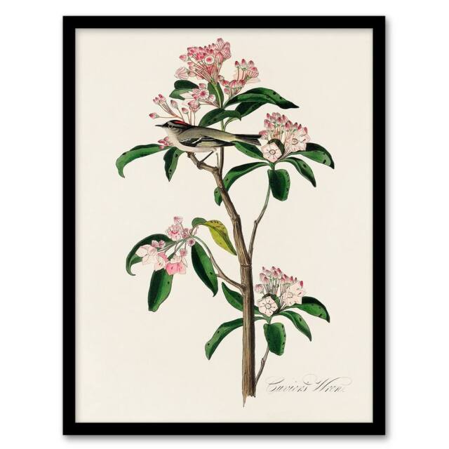 Artery8 Audubon Framed Wall Art Cuviers Kinglet Bird & Mountain Laurel in White - Size: A4 - image 1