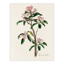 Artery8 Audubon Framed Wall Art Cuviers Kinglet Bird & Mountain Laurel in White - Size: A4 - thumbnail 3