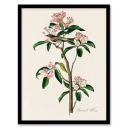 Artery8 Audubon Framed Wall Art Cuviers Kinglet Bird & Mountain Laurel in White - Size: A4 - thumbnail 1