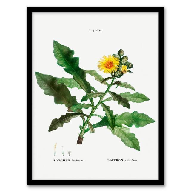 Artery8 Pierre Joseph Redoute Framed Wall Art Print Sow Thistle Flower Bloom in White - Size: A4 - image 1