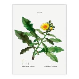 Artery8 Pierre Joseph Redoute Framed Wall Art Print Sow Thistle Flower Bloom in White - Size: A4 - thumbnail 3