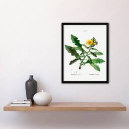 Artery8 Pierre Joseph Redoute Framed Wall Art Print Sow Thistle Flower Bloom in White - Size: A4 - thumbnail 2