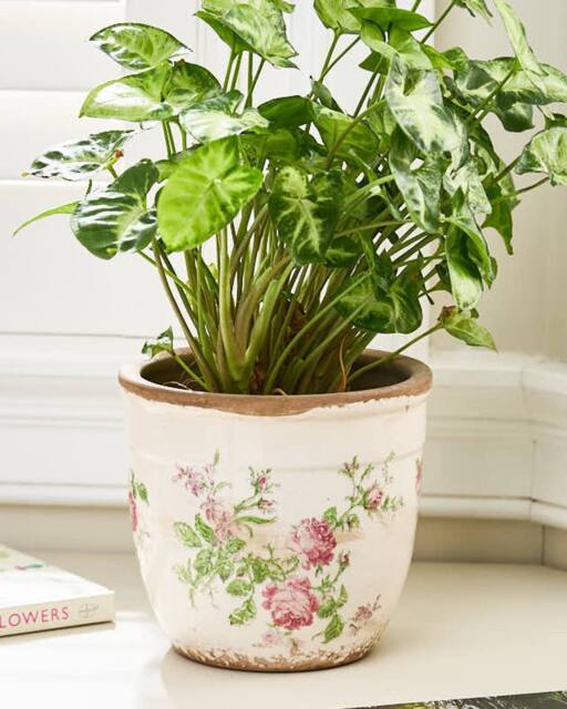 Dibor Traditional Rose Round Antique Flower Pot Vase in White - Size: Small - image 1
