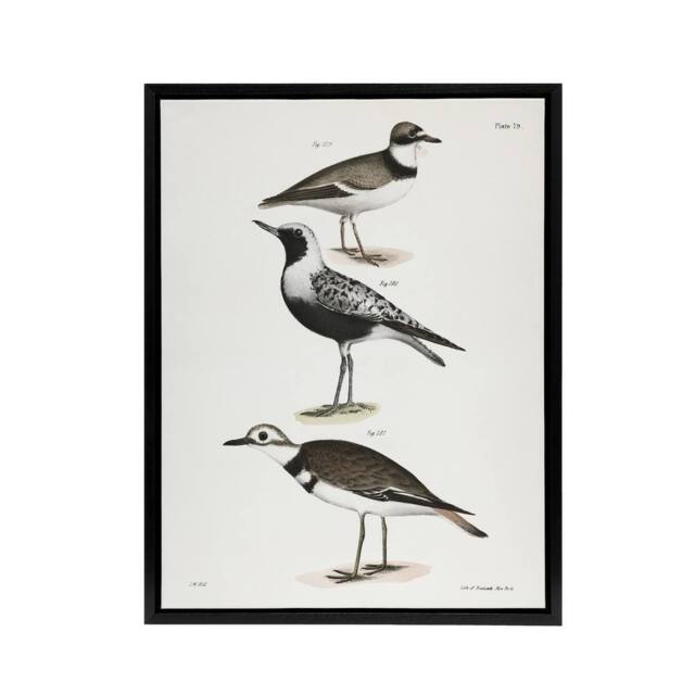 "Artery8 James De Kay Ring Plover Snipe & Kildeer Framed Canvas Art Print in White - Size: W12"" x H16""" - image 1
