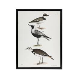 "Artery8 James De Kay Ring Plover Snipe & Kildeer Framed Canvas Art Print in White - Size: W12"" x H16""" - thumbnail 1
