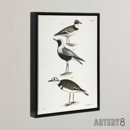 "Artery8 James De Kay Ring Plover Snipe & Kildeer Framed Canvas Art Print in White - Size: W12"" x H16""" - thumbnail 2