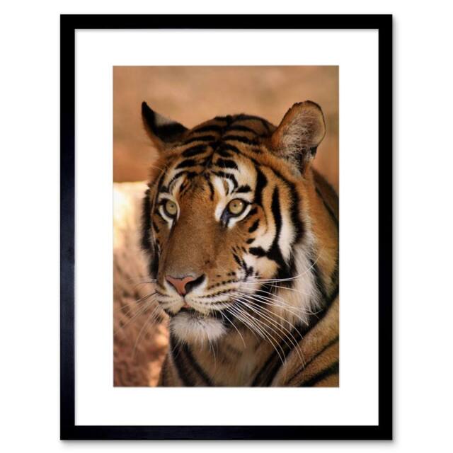 "Artery8 Tiger India Nature Big Cat Home Decor 12x16"" Framed Art Print in Orange - Size: W12"" x H16""" - image 1