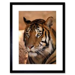 "Artery8 Tiger India Nature Big Cat Home Decor 12x16"" Framed Art Print in Orange - Size: W12"" x H16""" - thumbnail 1