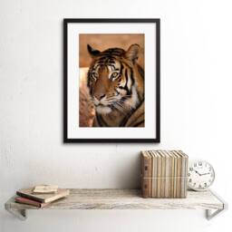 "Artery8 Tiger India Nature Big Cat Home Decor 12x16"" Framed Art Print in Orange - Size: W12"" x H16""" - thumbnail 2