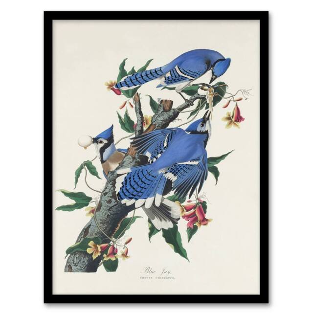 "Artery8 Blue Jay & Trumpet Flowers Audubon Nature Framed Wall Art Print in White - Size: W12"" x H16""" - image 1