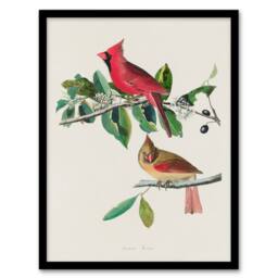 Artery8 John James Audubon Framed Wall Art Print Cardinal Grosbeak Bird in White - Size: A4 - thumbnail 1