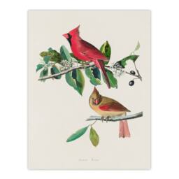 Artery8 John James Audubon Framed Wall Art Print Cardinal Grosbeak Bird in White - Size: A4 - thumbnail 3