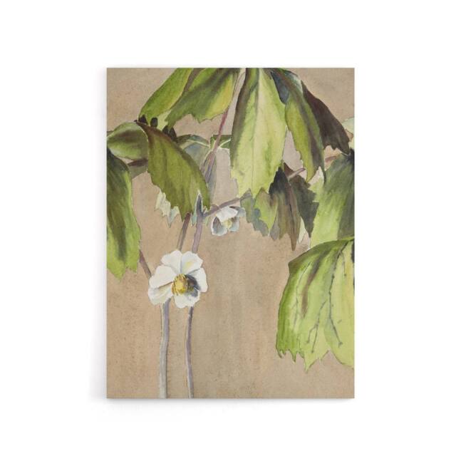"Artery8 May Apple Flower Watercolour Canvas Wall Art Print Overbeck in Beige - Size: W18"" x H24""" - image 1