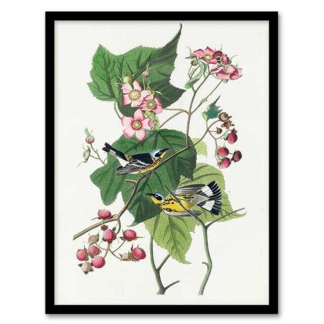 Artery8 John James Audubon Framed Wall Art Print Black & Yellow Warblers in White - Size: A4 - image 1