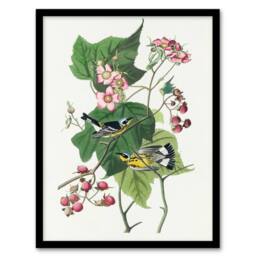 Artery8 John James Audubon Framed Wall Art Print Black & Yellow Warblers in White - Size: A4 - thumbnail 1