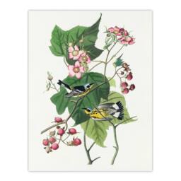 Artery8 John James Audubon Framed Wall Art Print Black & Yellow Warblers in White - Size: A4 - thumbnail 3