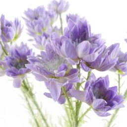 Leaf 60cm Artificial Purple Starflower Stem 5 Flowers - thumbnail 2