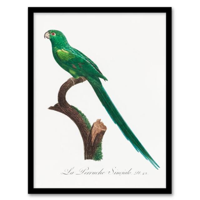 Artery8 Francois Levaillant Framed Wall Art Print The Long Tailed Parakeet in White - Size: A4 - image 1