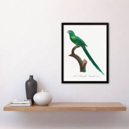 Artery8 Francois Levaillant Framed Wall Art Print The Long Tailed Parakeet in White - Size: A4 - thumbnail 2