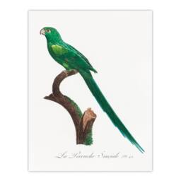 Artery8 Francois Levaillant Framed Wall Art Print The Long Tailed Parakeet in White - Size: A4 - thumbnail 3