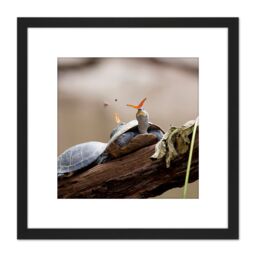 Artery8 Amalavida Ecuador Butterfly Drinking Turtle Tears Photo 8X8 Inch Square Wooden Framed Wall Art Print Picture with Mount in Black - thumbnail 1