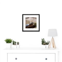 Artery8 Amalavida Ecuador Butterfly Drinking Turtle Tears Photo 8X8 Inch Square Wooden Framed Wall Art Print Picture with Mount in Black - thumbnail 2