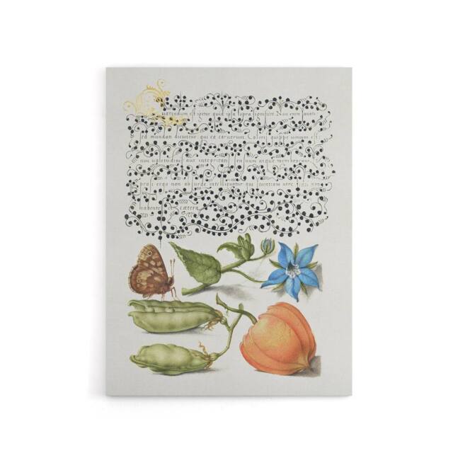 "Artery8 Talewort Pea & Lantern Plant Calligraphy Canvas Wall Art Print in White - Size: W12"" x H16""" - image 1
