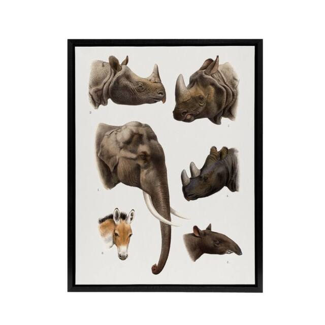 "Artery8 Animals Vintage Illustration Lydekker Black Framed Canvas Art Print in White - Size: W12"" x H16""" - image 1