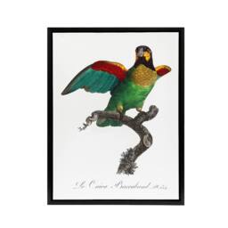 "Artery8 The Orange Cheeked Parrot Levaillant Framed Canvas Wall Art Print in White - Size: W12"" x H16""" - thumbnail 1