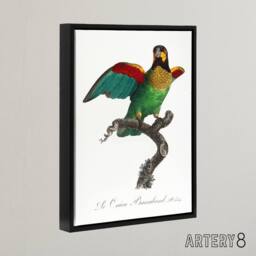 "Artery8 The Orange Cheeked Parrot Levaillant Framed Canvas Wall Art Print in White - Size: W12"" x H16""" - thumbnail 2