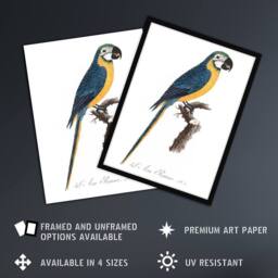 "Artery8 Blue & Yellow Macaw Parrot Levaillant Wall Art Poster Print in White - Size: W18"" x H24""" - thumbnail 2