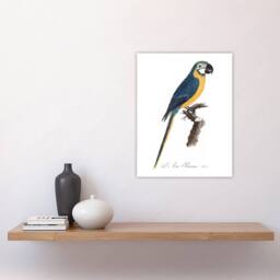 "Artery8 Blue & Yellow Macaw Parrot Levaillant Wall Art Poster Print in White - Size: W18"" x H24""" - thumbnail 4