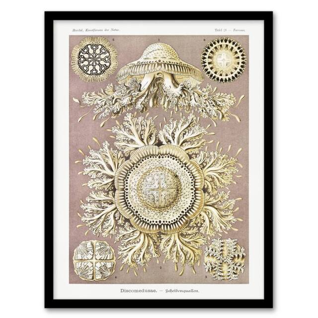 Artery8 Jellyfish Discomedusae Vintage Haeckel Framed Wall Art Print in White - Size: A4 - image 1