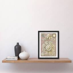 Artery8 Jellyfish Discomedusae Vintage Haeckel Framed Wall Art Print in White - Size: A4 - thumbnail 4