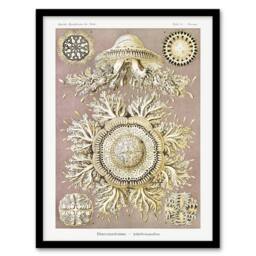 Artery8 Jellyfish Discomedusae Vintage Haeckel Framed Wall Art Print in White - Size: A4 - thumbnail 1