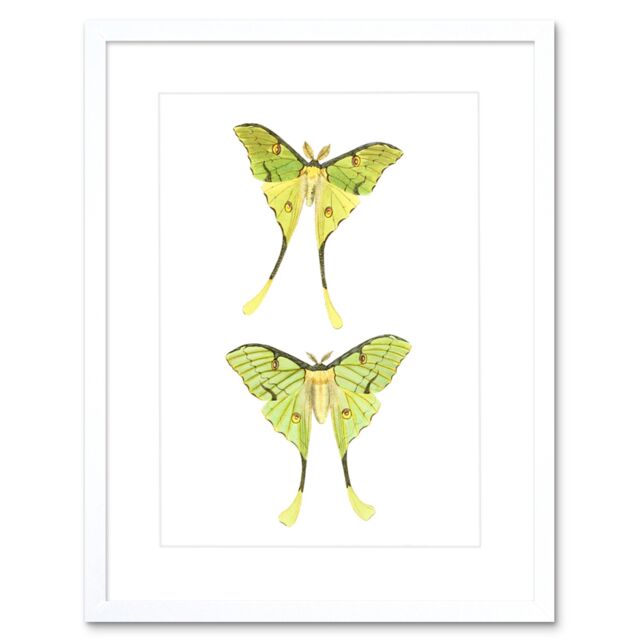 "Artery8 Wall Art Print Moths Green Art Framed 9x7 inch in White - Size: W7"" x H9""" - image 1
