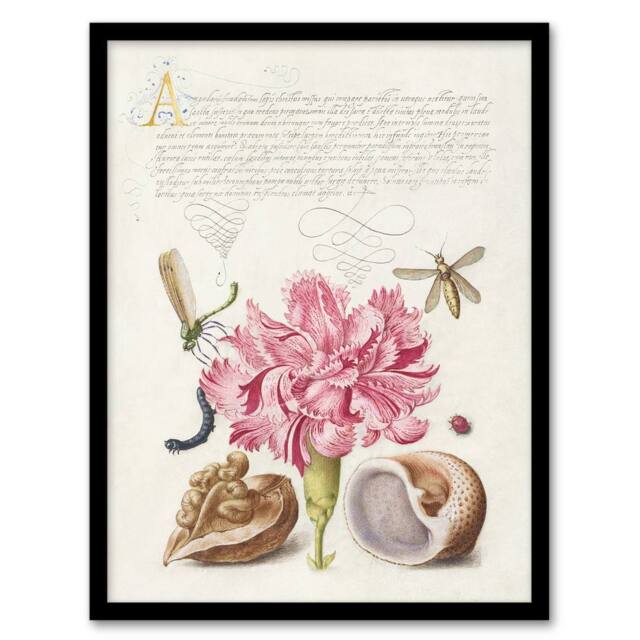 "Artery8 Carnation Walnut & Mollusk Calligraphy Framed Wall Art Print in White - Size: W12"" x H16""" - image 1