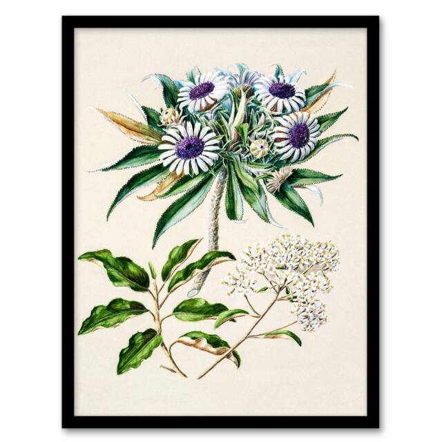 Artery8 Sarah Featon Framed Wall Art New Zealand Teteaweka Plant Flowers in Beige - Size: A4 - image 1