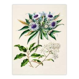 Artery8 Sarah Featon Framed Wall Art New Zealand Teteaweka Plant Flowers in Beige - Size: A4 - thumbnail 3