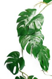 Leaf 100cm Artificial Hanging Trailing Monstera Plant in Green - thumbnail 2