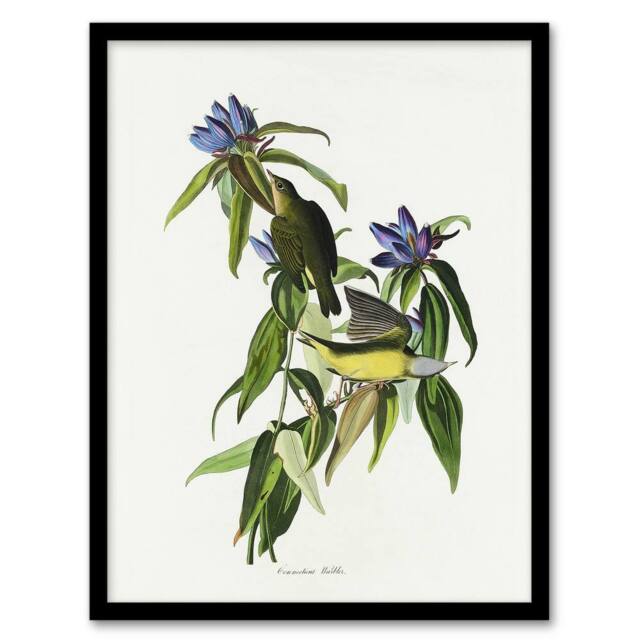 Artery8 Connecticut Warbler Bird Audubon Nature Framed Wall Art Print in White - Size: A4 - image 1