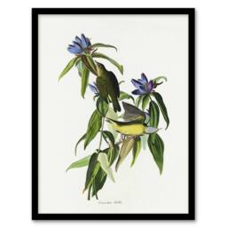 Artery8 Connecticut Warbler Bird Audubon Nature Framed Wall Art Print in White - Size: A4 - thumbnail 1